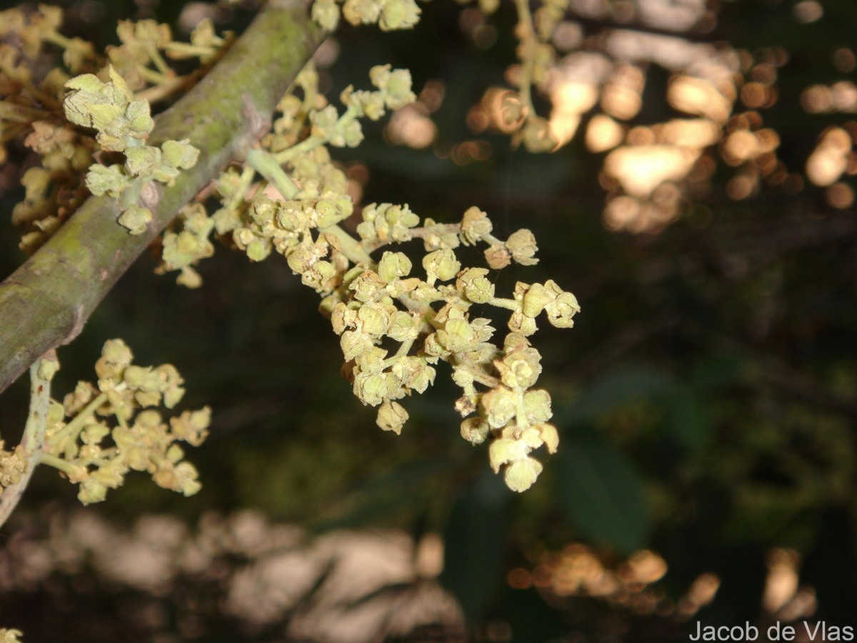 Macaranga peltata (Roxb.) Müll.Arg.